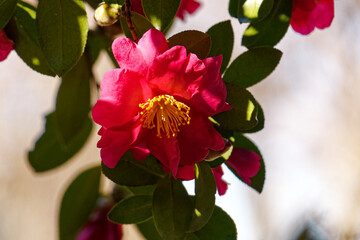 Obraz premium 冬の日を浴びて咲く寒椿