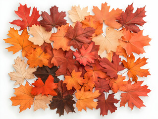 Autumn Maple Leaves Illustration