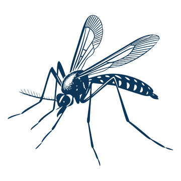 recommend clip art: vector mosquito silhouette illustration design isolated on a transparent background