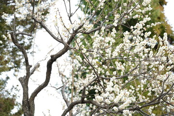 春を告げる梅園
