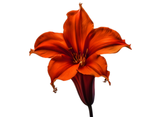 Trumpet flower isolated on white. 