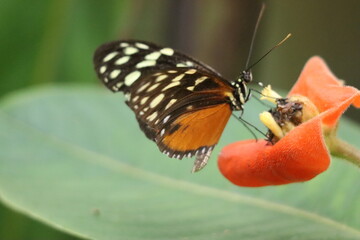 Mariposa tigre