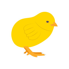 Little Chicken, Farming Flat Vector Illustration