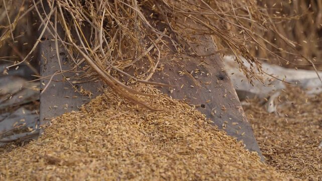 An old man is threshing rice.