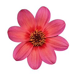 isolated blossom of a dahlia