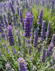 Obraz premium Beautiful lavender flower field