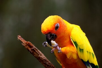 A vibrant bird with bright orange and yellow feathers perches on a branch while eating a small piece of food. The lush greenery in the background enhances its striking colors