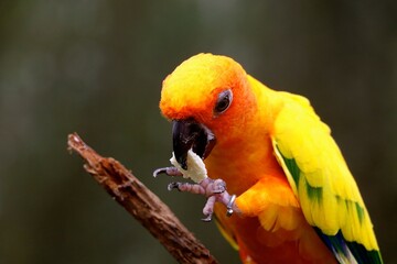 A bright parrot with yellow and orange feathers enjoys a piece of fruit while perched on a branch in a lush natural setting, surrounded by greenery and soft light
