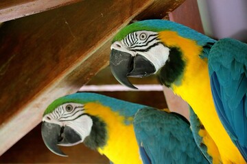 Two colorful macaws rest side by side beneath a wooden beam, surrounded by rich greenery. The...