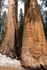 Giant Sequioa Trees in Sequioa National Park, California. 