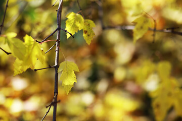Golden Autumn Foliage on Tree Branches Reflecting Warmth and Nature's Beauty in Sunlight