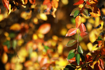 Autumn Foliage Close-Up with Red, Orange, and Yellow Leaves on a Tree Branch