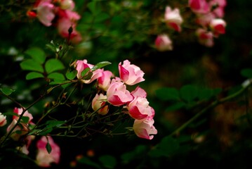 side view of blooming pink rose bush with black background