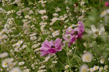 two purple cosmo flowers amid meadow of small white flowers
