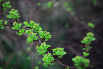 Close-Up of Fresh Green Leaves on Branch Amidst Dark Background in Early Spring