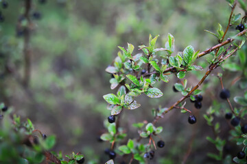 Close-Up of Fresh Berries and Lush Green Leaves on a Branch in a Forest Setting
