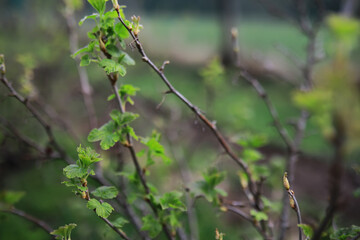 Early Spring Budding on Branches in Natural Green Landscape