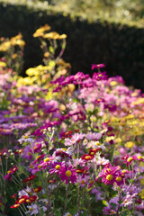 Fototapeta premium Colorful Korean chrysanthemum flowers in bright back light in front of dark green hedge 