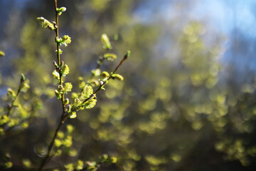 Springtime Nature Macro - Close-up of Fresh Green Leaves on a Tree Branch with Sunlight Bokeh