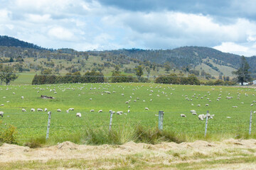 Fototapeta premium Large sheep herd with lambs on a farm hill paddock field