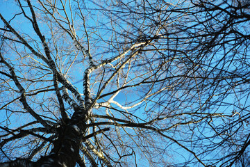 Winter Trees Against a Clear Blue Sky with Branch Silhouettes
