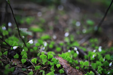 Young White Wildflowers in a Forest - Nature Macro Photography