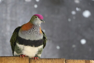 A vibrant bird with striking plumage relaxes on a wooden railing, surrounded by a serene natural setting. The morning light highlights its colorful feathers as it observes the environment