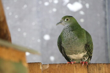 A green bird rests on a wooden ledge, showcasing its striking plumage in a serene natural setting. Soft sunlight enhances the bird's features, creating a calm atmosphere