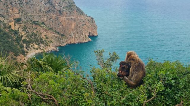 A pair of Barbary macaques sits in a tree on the cliff's edge in Bejaia, Algeria, overlooking the Mediterranean Sea, attentively protecting their little babies