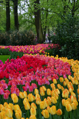 colorful winding rows and mixed colors of tulips amid trees