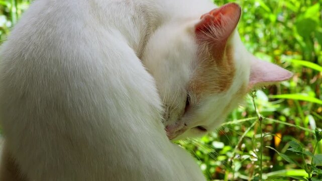 cat licking body, cute white kitty cat 