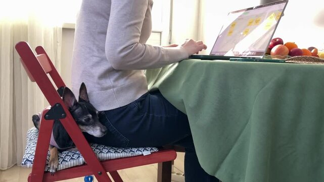 
Almaty, Kazakhstan - 02.02.2025 : A woman is sitting at her laptop, with her dog, in the kitchen. Work from home.