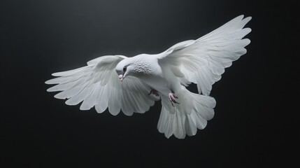 Obraz premium A graceful white dove spreads its wings, soaring against a dark background, symbolizing peace and freedom.