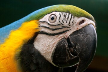 A vivid parrot with striking blue, green, and yellow feathers is perched gracefully among lush vegetation. Its intense gaze and intricate facial markings highlight its beauty in a serene setting