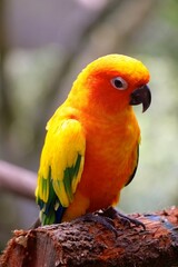 A sun conure with bright yellow and orange feathers stands on a wooden log. The background features lush greenery, indicating a lively, natural environment