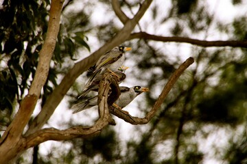 Three birds are sitting on a branch, surrounded by green leaves and a blurred natural background. The scene captures a tranquil moment in an outdoor setting