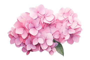 Fototapeta premium Hydrangea bouquet blossom flower petal.