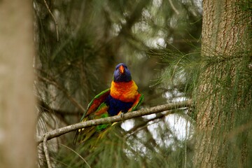 A vibrant bird with a mix of blue, green, and orange feathers rests on a branch in a dense forest. Sunlight filters through the leaves, creating a serene atmosphere