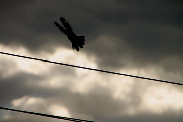 A bird takes off gracefully into the sky, silhouetted by dark clouds. Power lines stretch across the scene, enhancing the contrast of the moment captured during evening hours