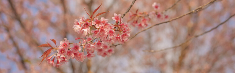 travel in nature concept with pink cherry blossom tree and clear sky in springtime season