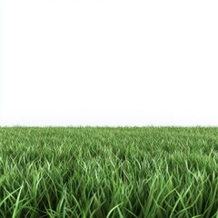 Obraz premium Lush green grass field, white background; nature backdrop