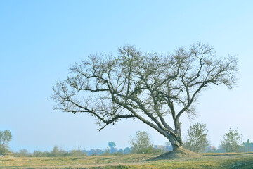 lonely tree in the field