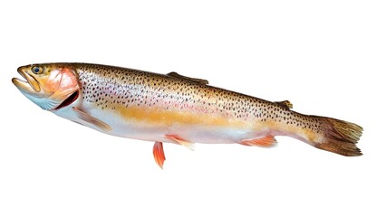 Obraz premium A large fish with a brown and orange body and red fins