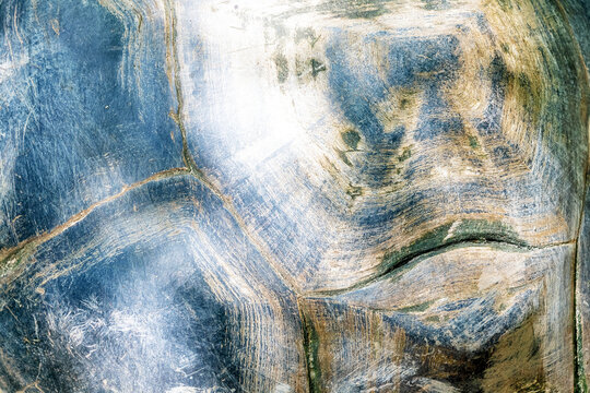 Detailed texture of the big turtle shell. Abstract nature and animals backgrounds