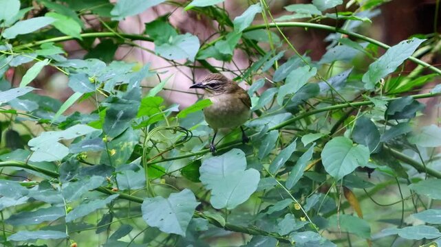 little bird eating on green branch, bushes , Asia, Sri Lanka 