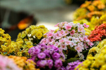 Close-up photo of colorful Kalanchoe flower field