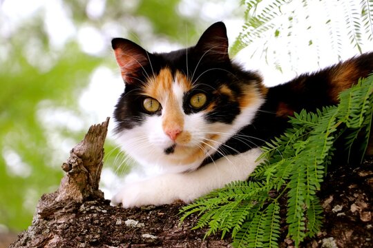 A calico cat lounges on a sturdy tree branch, surrounded by lush green leaves. Its striking fur pattern and bright eyes stand out against the serene garden backdrop, capturing a peaceful moment