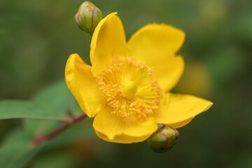 sungold St.John's wort