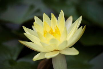 water lily