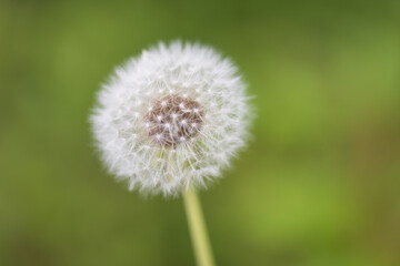 dandelion fluff